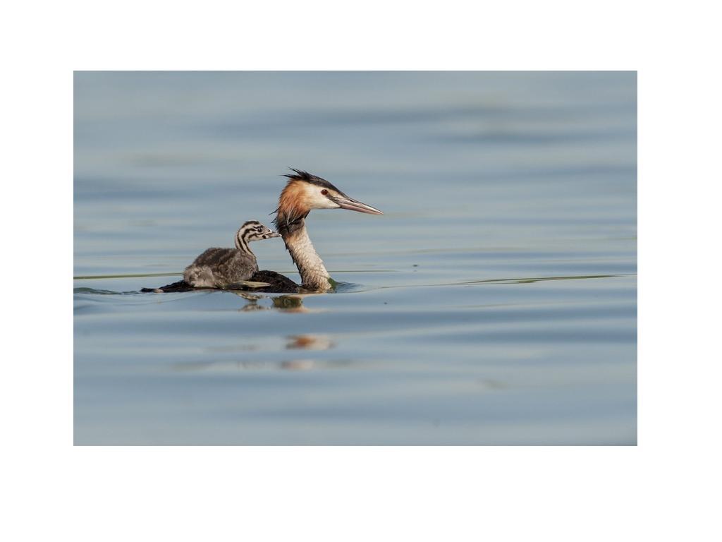 Готель Bed&Braja Vische Екстер'єр фото